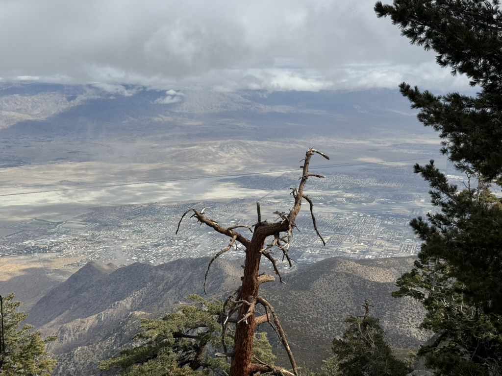 A gnarled, partially dead tree on a rocky overlook with the valley far below