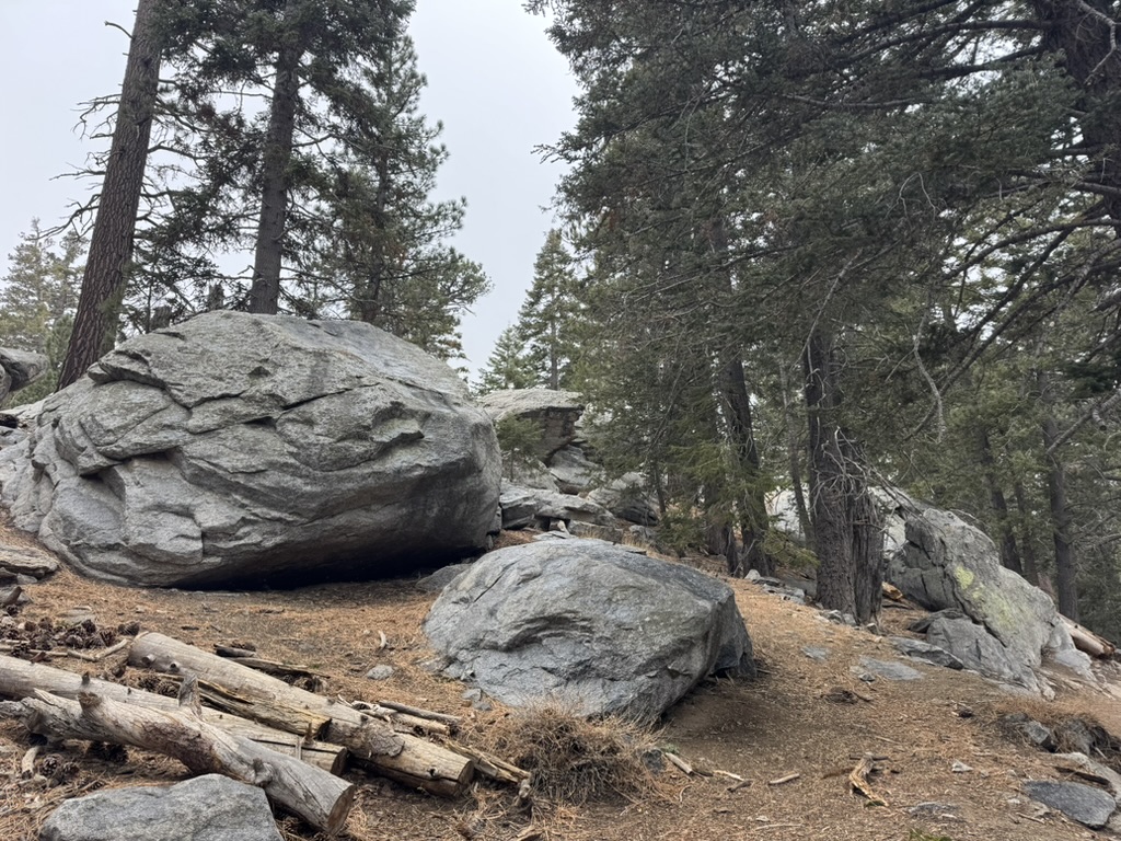 A massive weathered boulder with a pine growing beside it in the fog