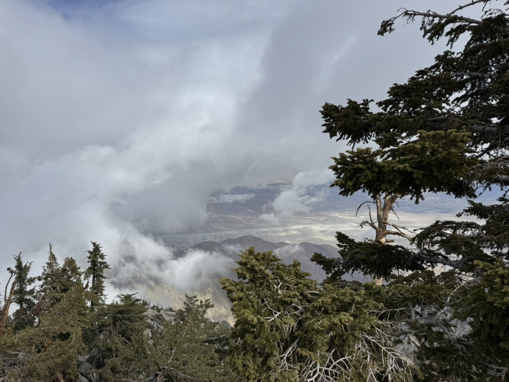 Clouds breaking over the Coachella Valley below, framed by pines from a Mt San Jacinto trail