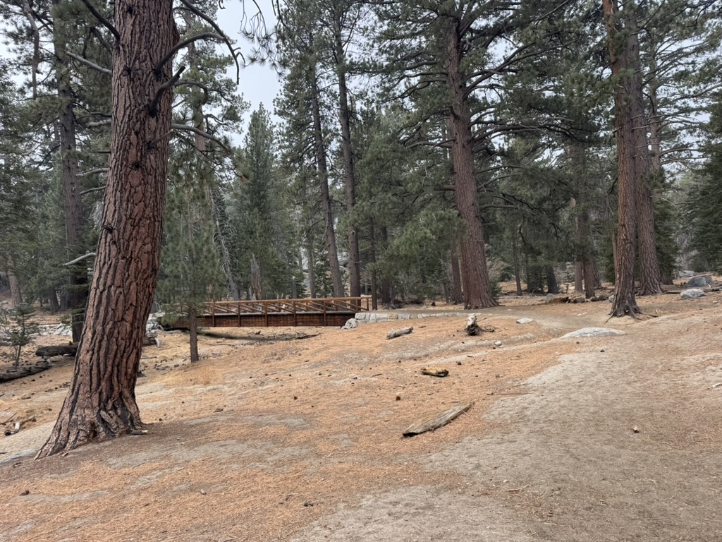A wooden footbridge crossing a small drainage in the pine forest