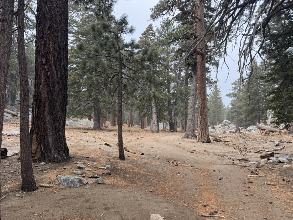 A sandy trail winding through tall pines on the San Jacinto slope