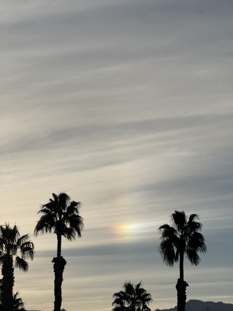 The same sun dog, framed lower through black palm-tree silhouettes