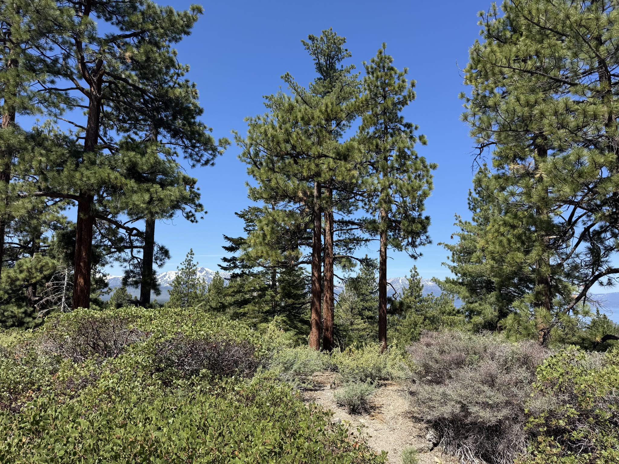 Another stretch of burnt forest — standing dead trunks against blue sky, recovering shrub layer below
