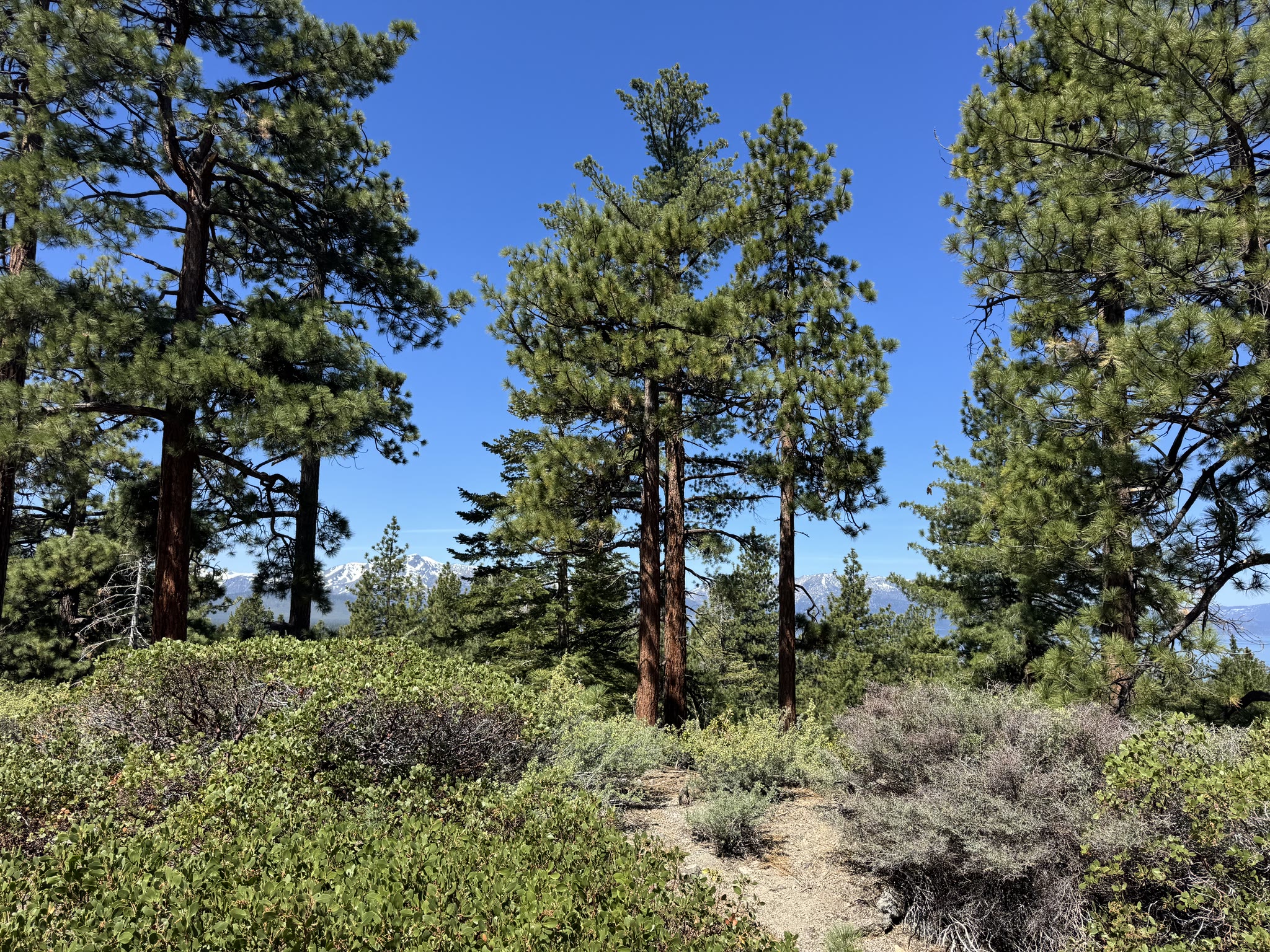 Burnt trees along the trail near South Lake Tahoe — black skeletal trunks with green new growth pushing up from the ground