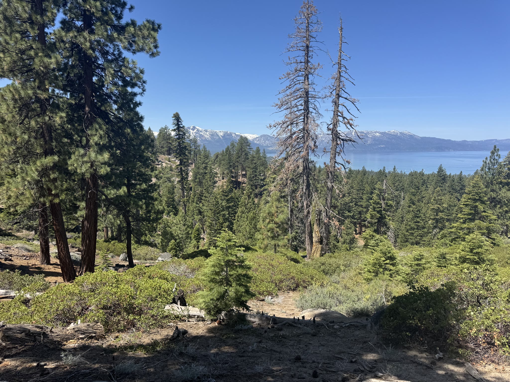 Same range, different angle through tall conifers