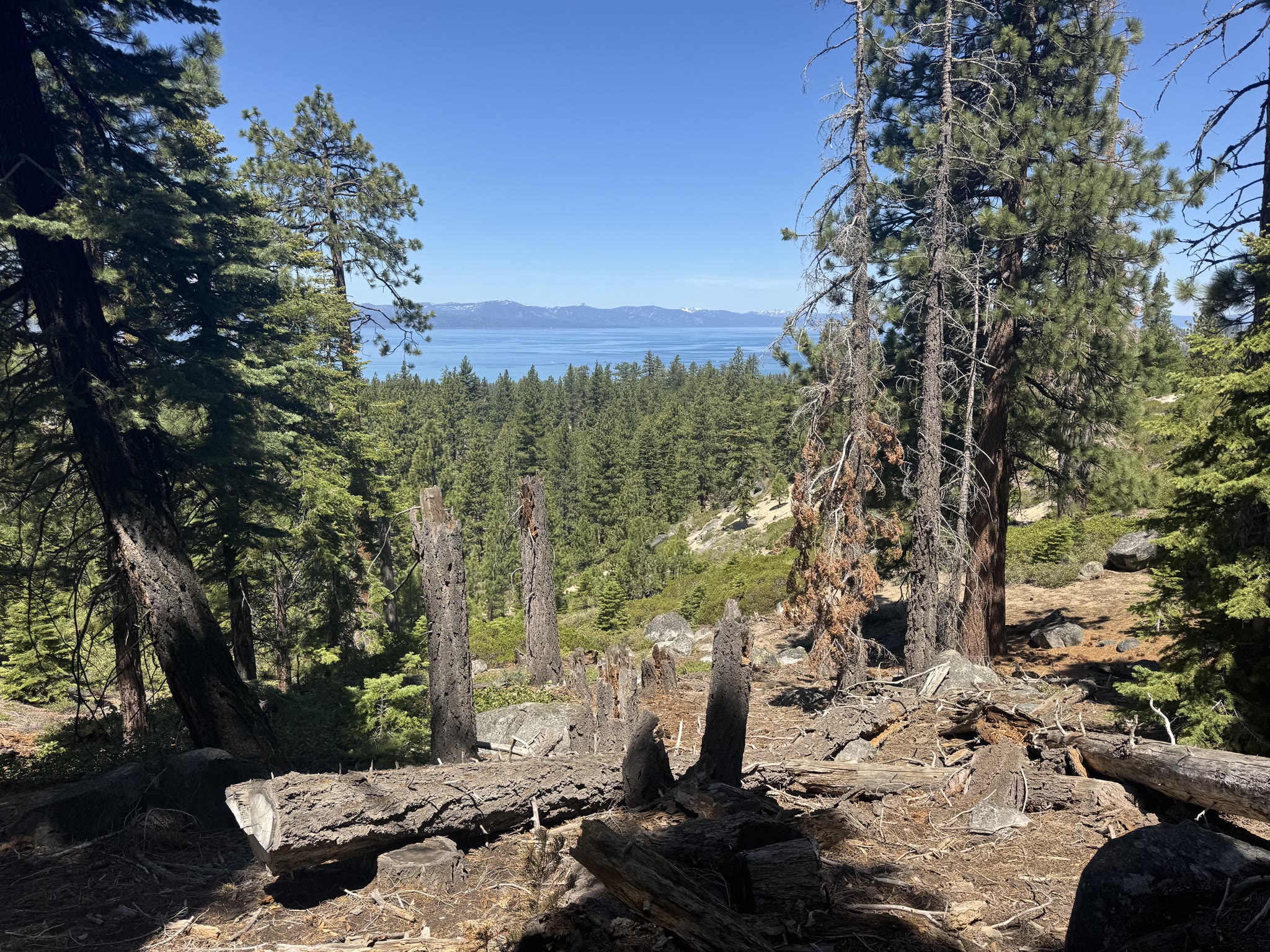 Snow-capped Sierra peaks across Lake Tahoe, framed by tall pines