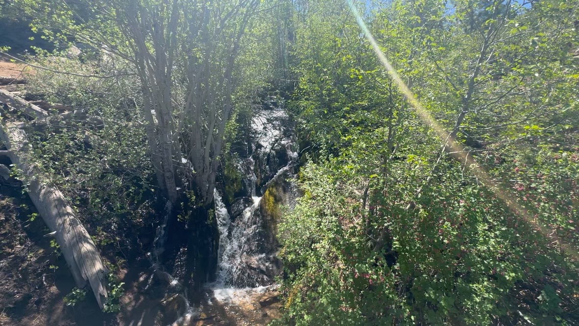 A small snowmelt cascade tumbling through aspen and willow, sun flare across the frame