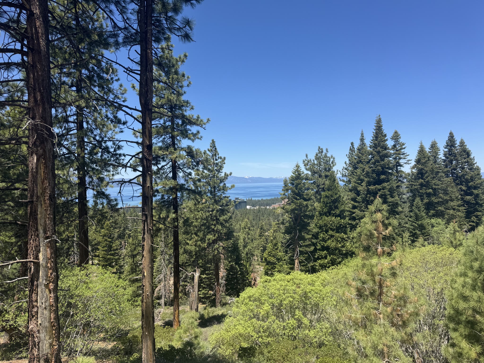 Lake glimpsed through tall pines on the descent