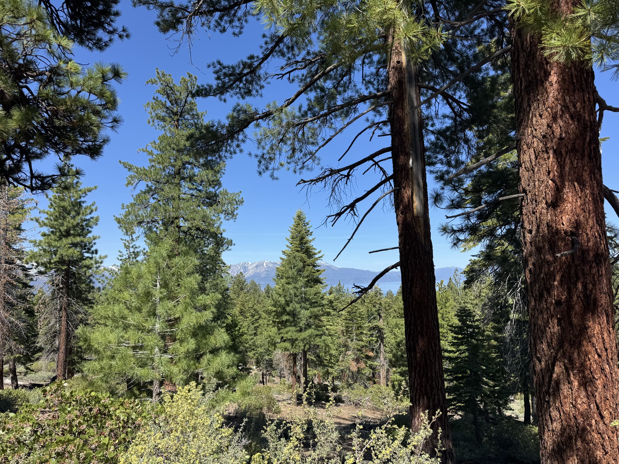 Trail clearing with a wide view of the Sierras and lake beyond