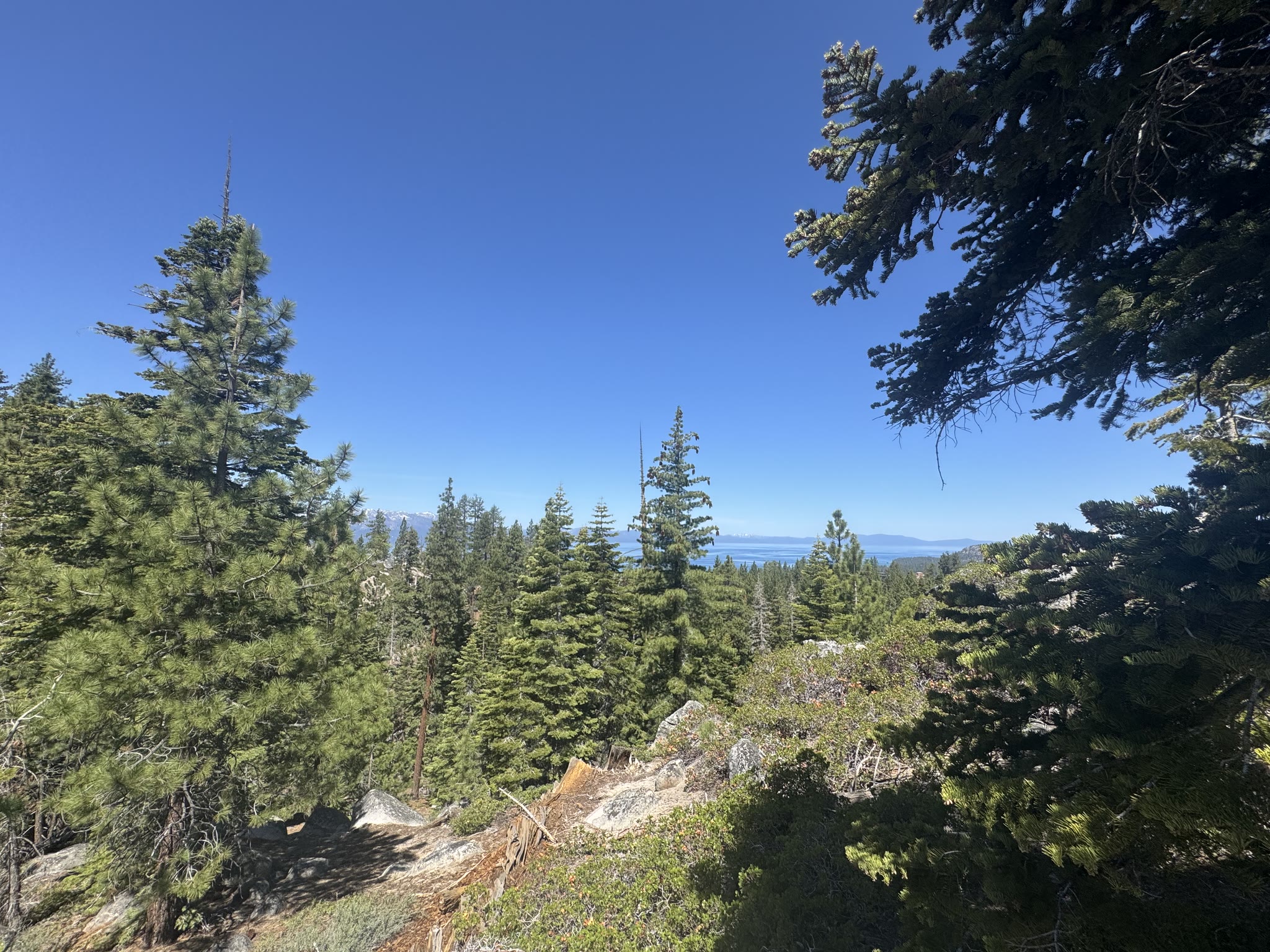Trail through young pines, lake glinting through the gaps