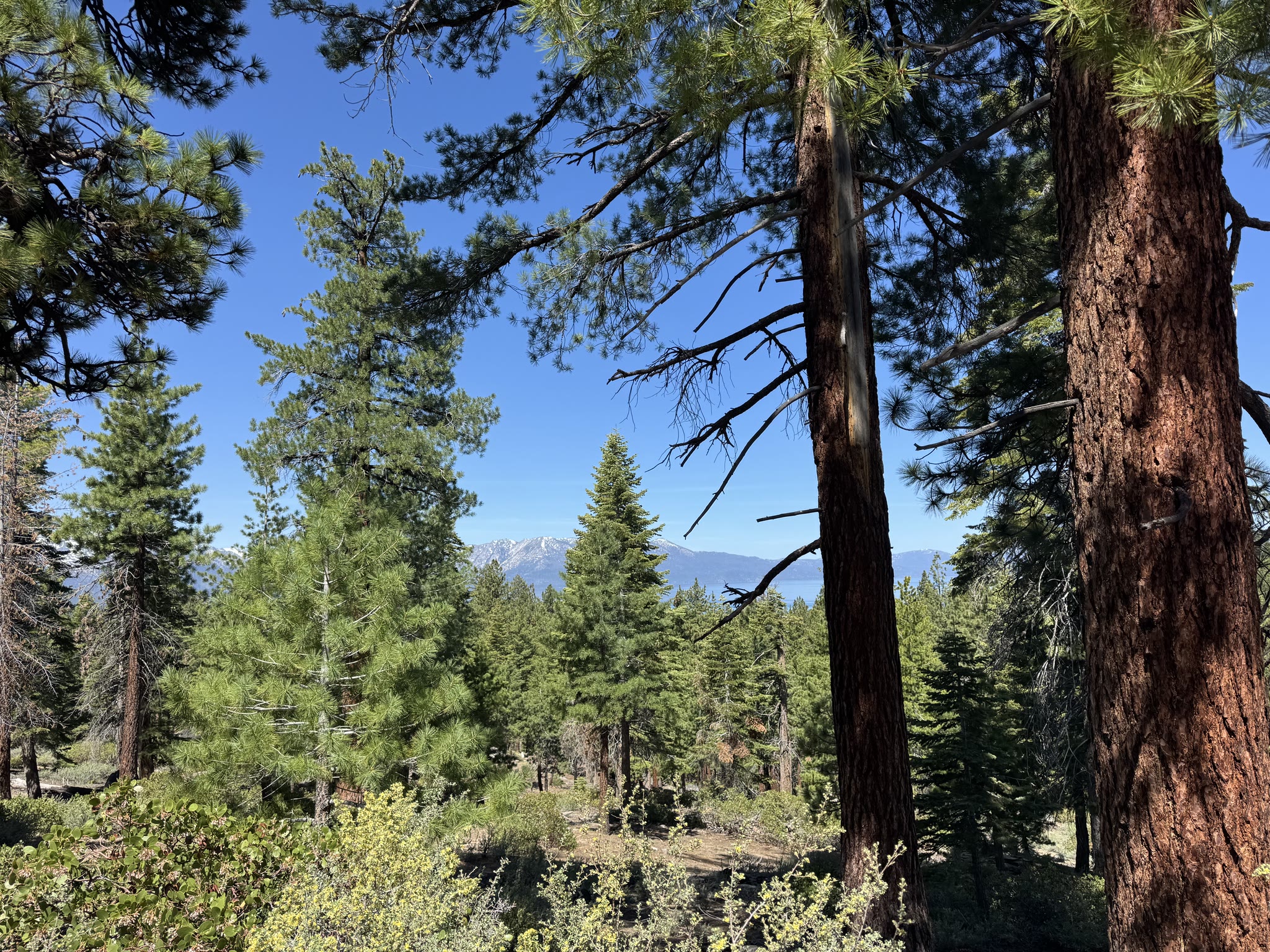 Trail beginning — tall ponderosas with the Sierras visible through a gap in the canopy