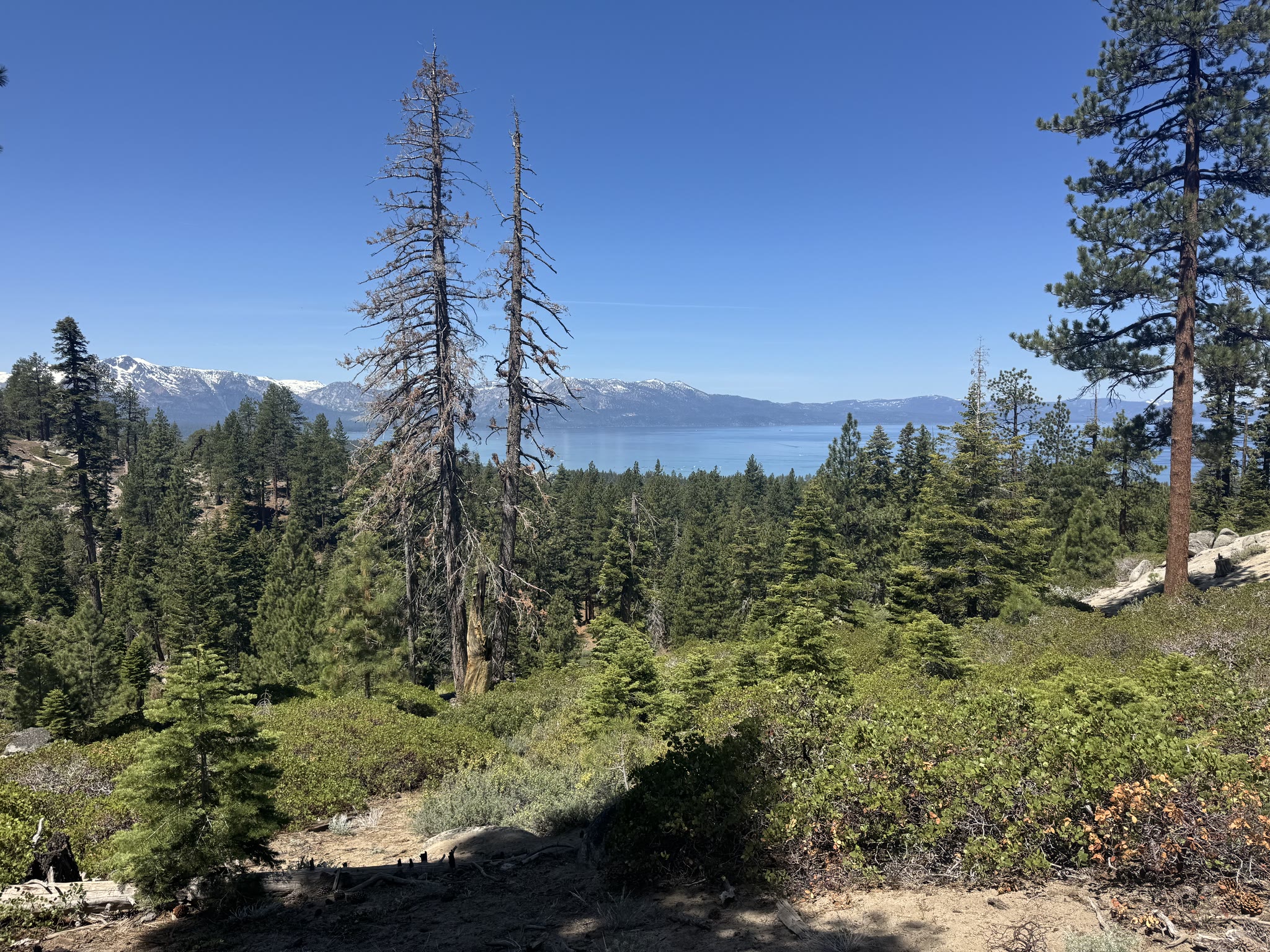 Trail-level view of snow on the peaks, lake half-visible behind a stand of pines